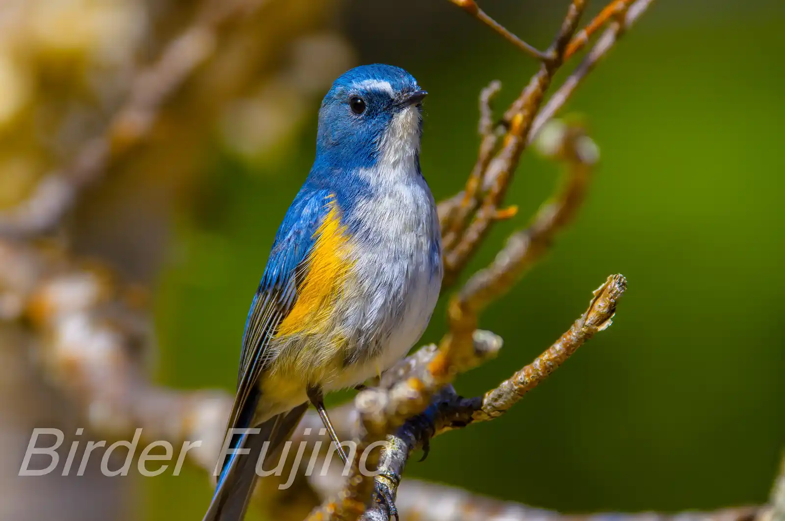 野鳥写真・ルリビタキの写真