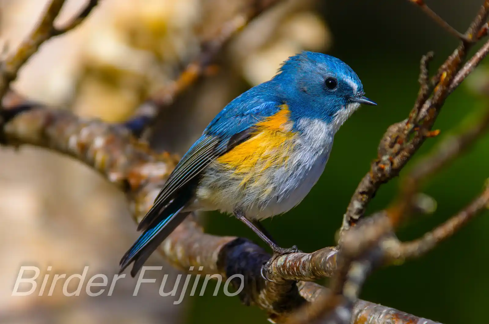 野鳥写真・ルリビタキの写真