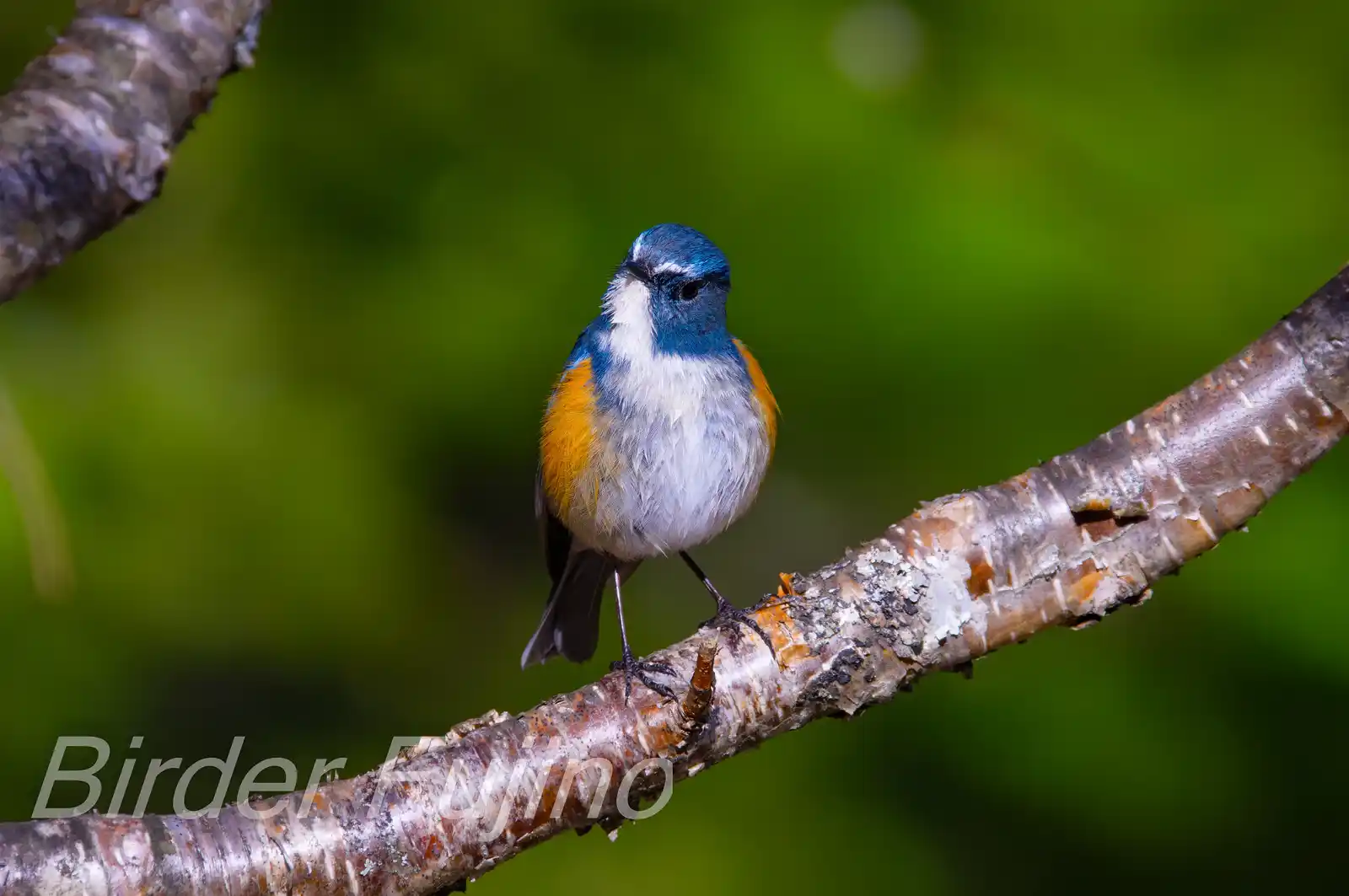 野鳥写真・ルリビタキの写真
