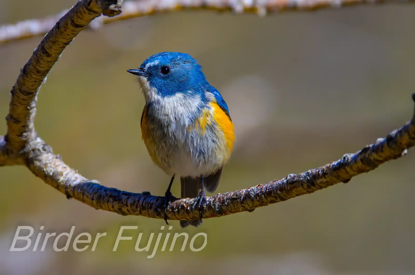 野鳥写真・ルリビタキの写真