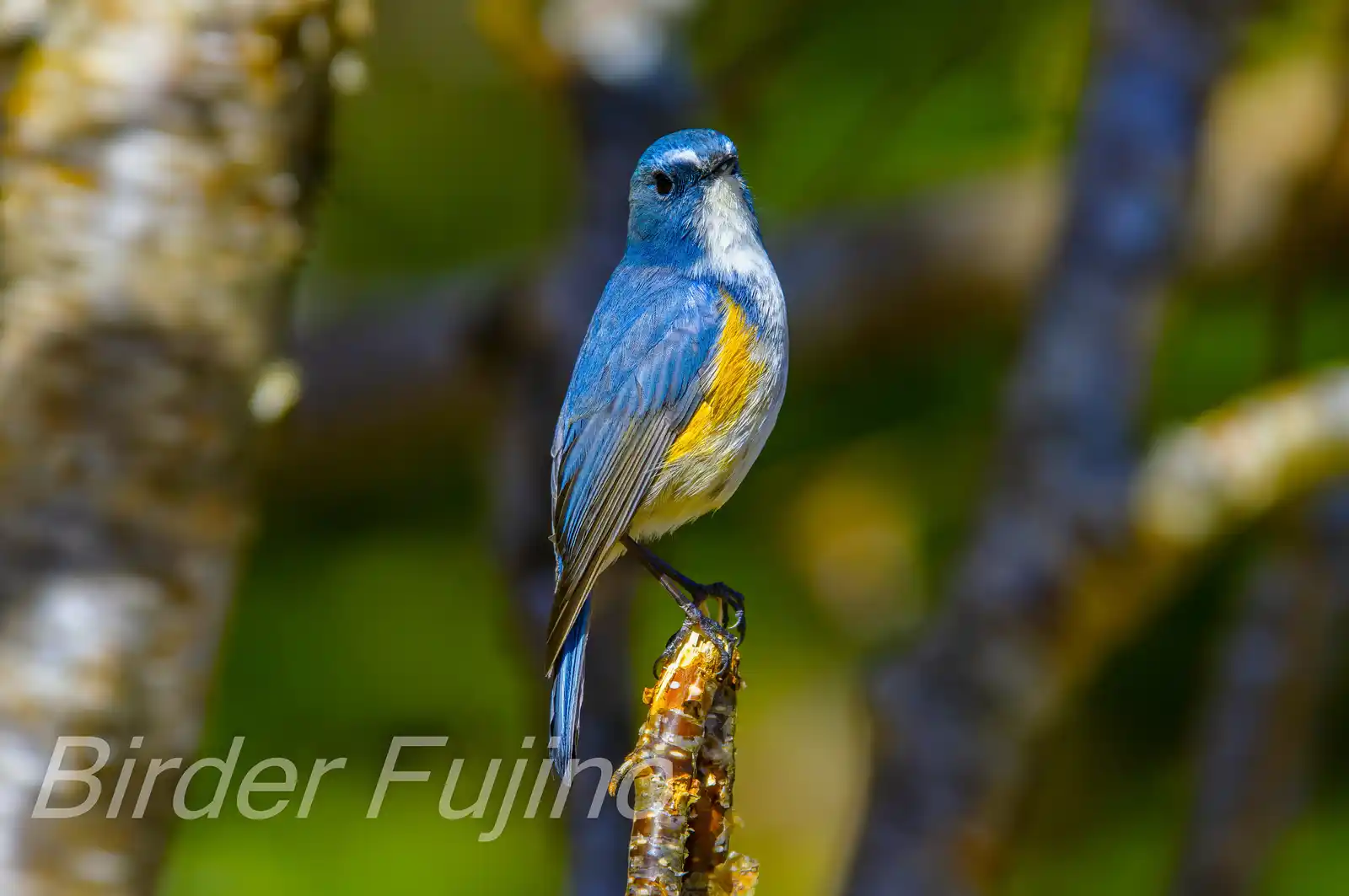 野鳥写真・ルリビタキの写真