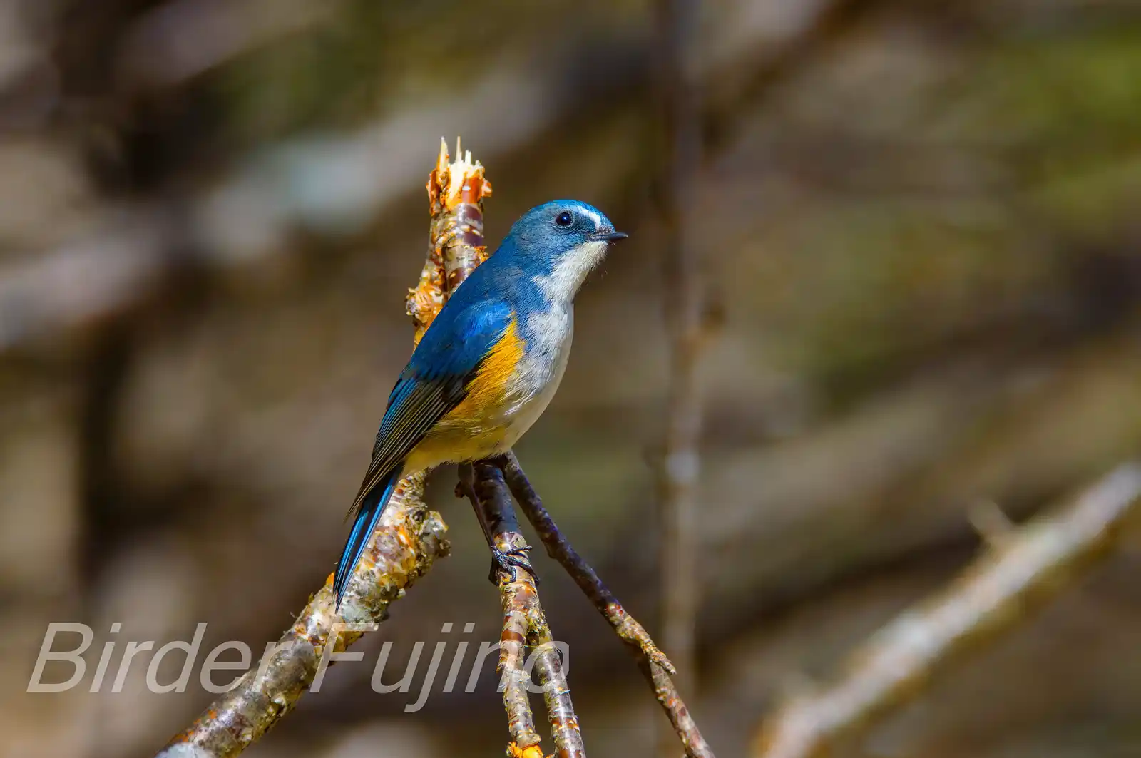 野鳥写真・ルリビタキの写真