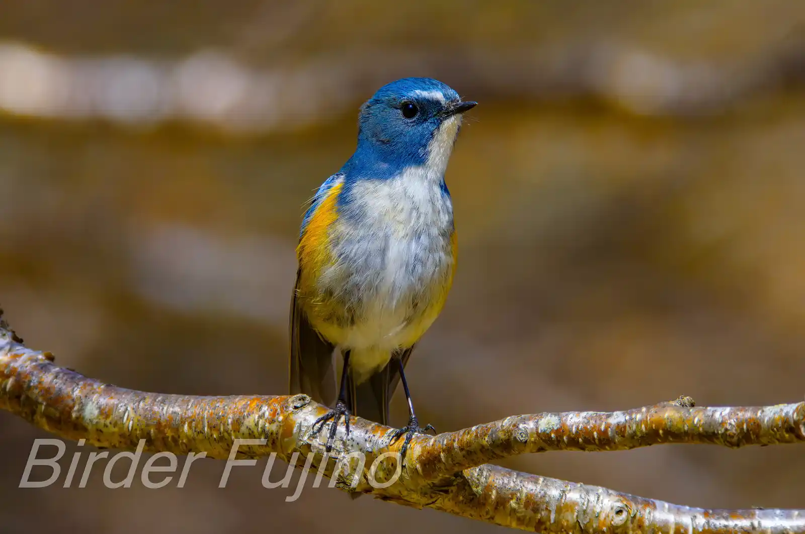 野鳥写真・ルリビタキの写真