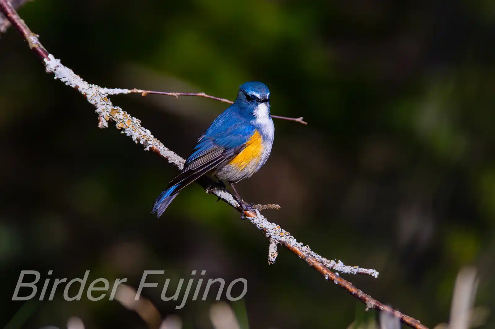 野鳥写真・ルリビタキの写真