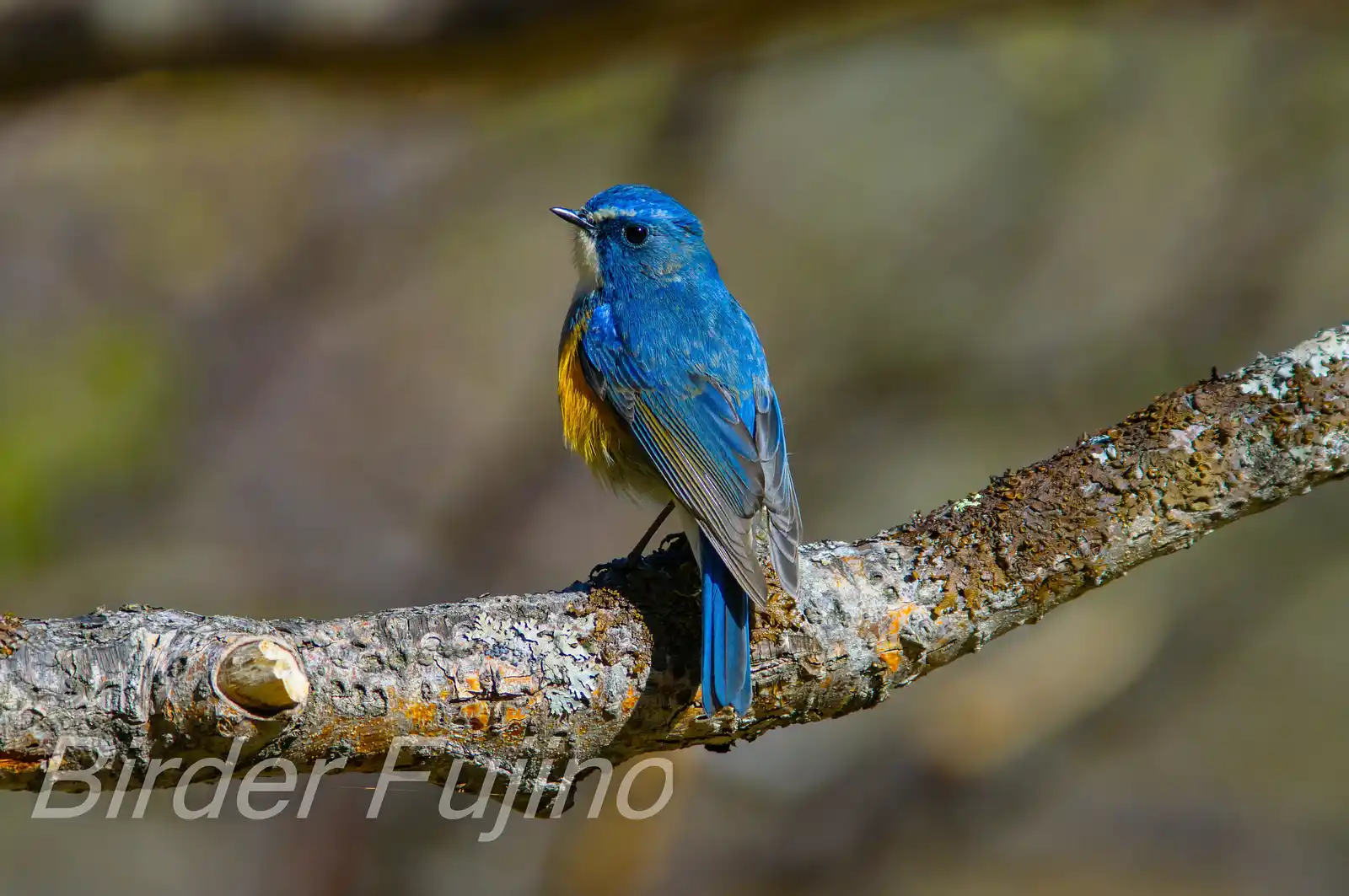 野鳥写真・ルリビタキの写真