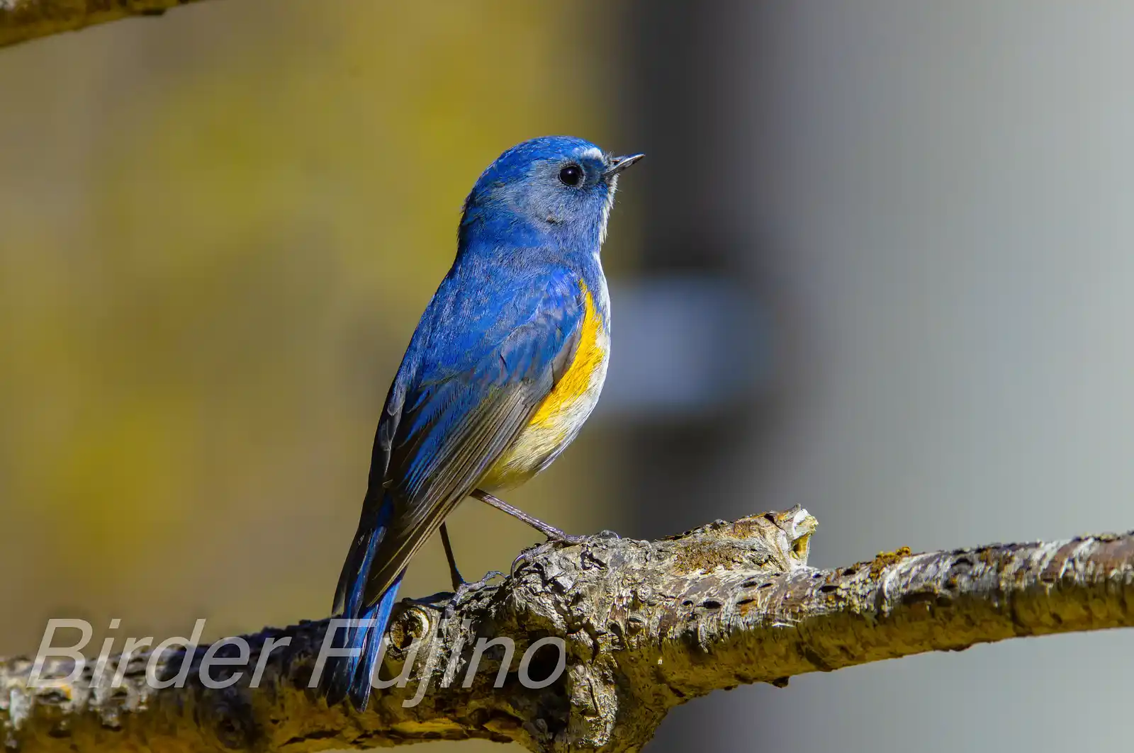野鳥写真・ルリビタキの写真
