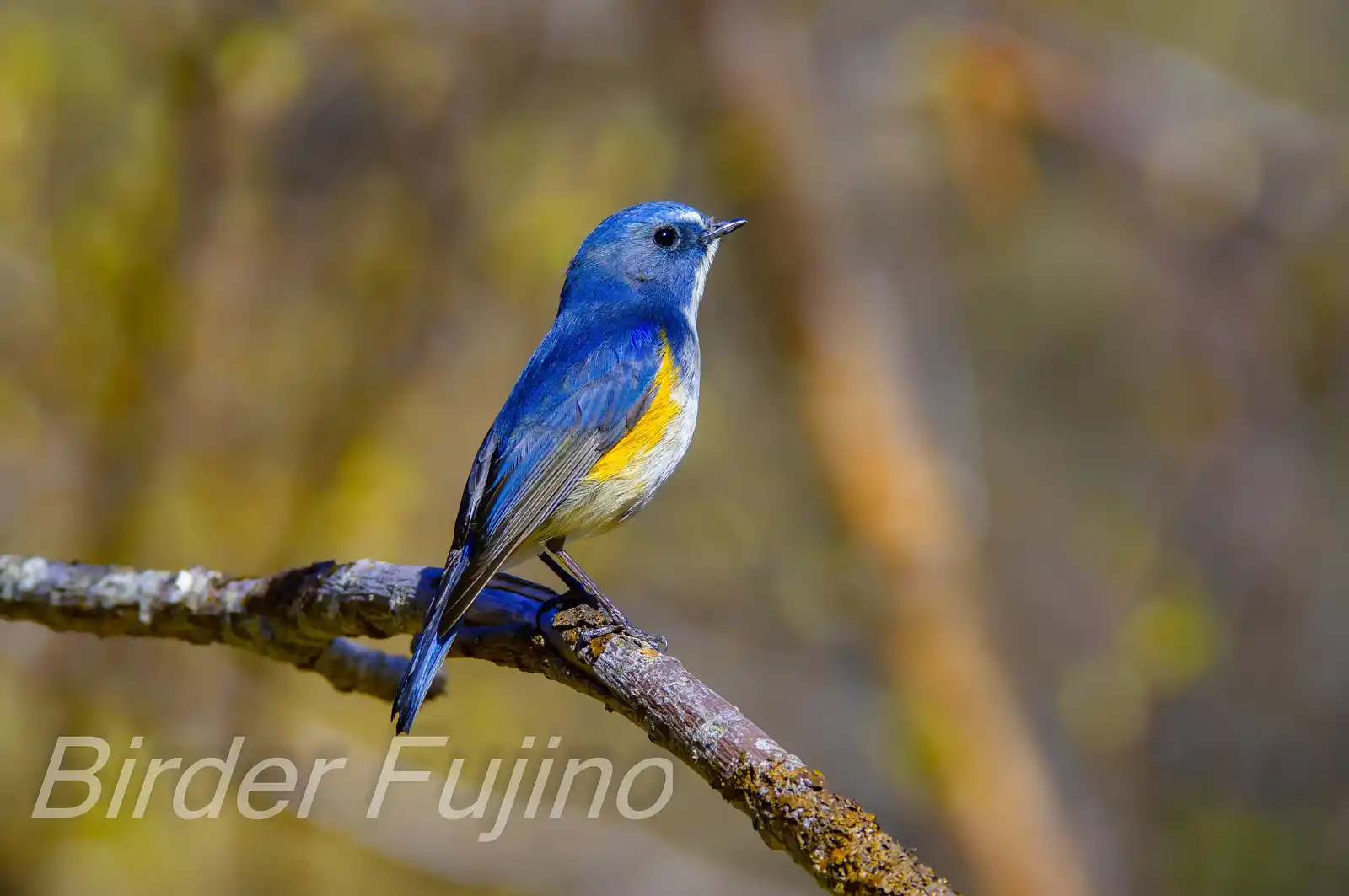 野鳥写真・ルリビタキの写真