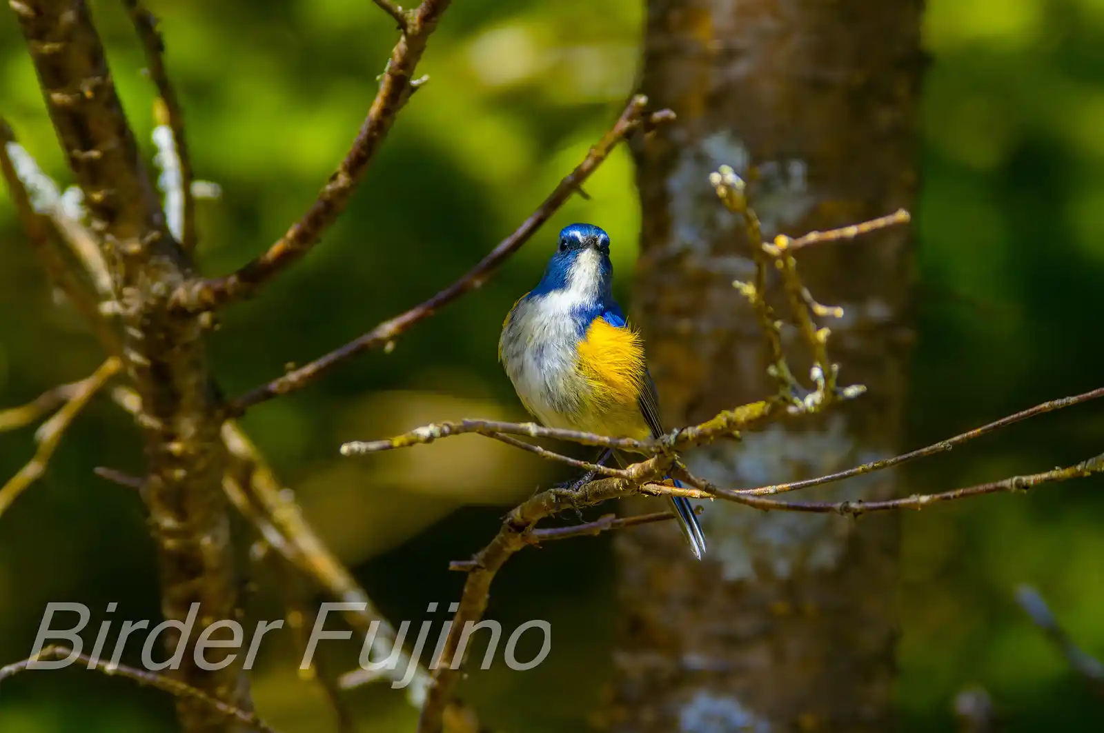 野鳥写真・ルリビタキの写真