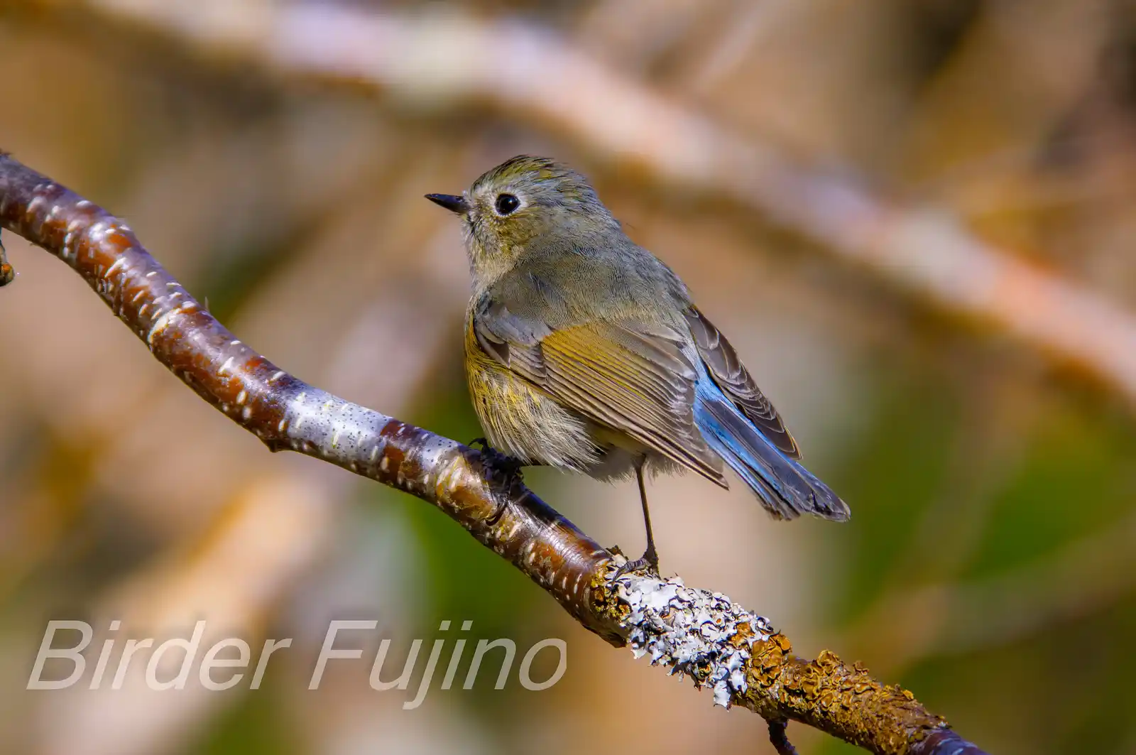 野鳥写真・ルリビタキの写真
