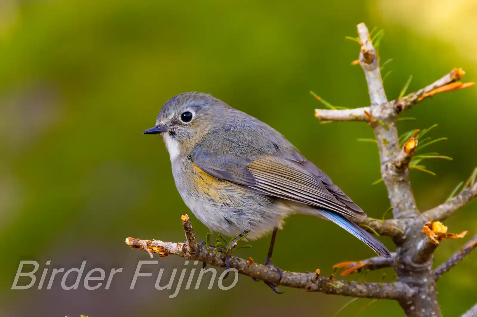 野鳥写真・ルリビタキの写真