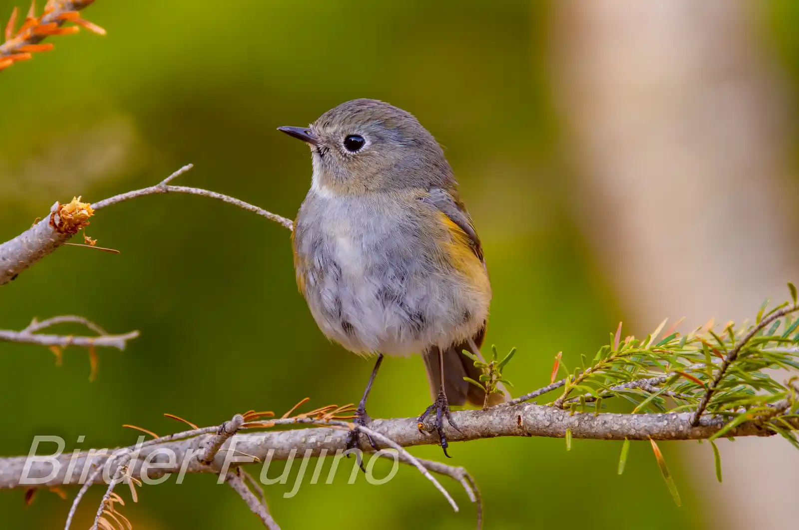 野鳥写真・ルリビタキの写真