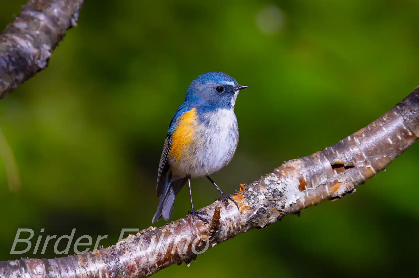 野鳥写真・ルリビタキの写真