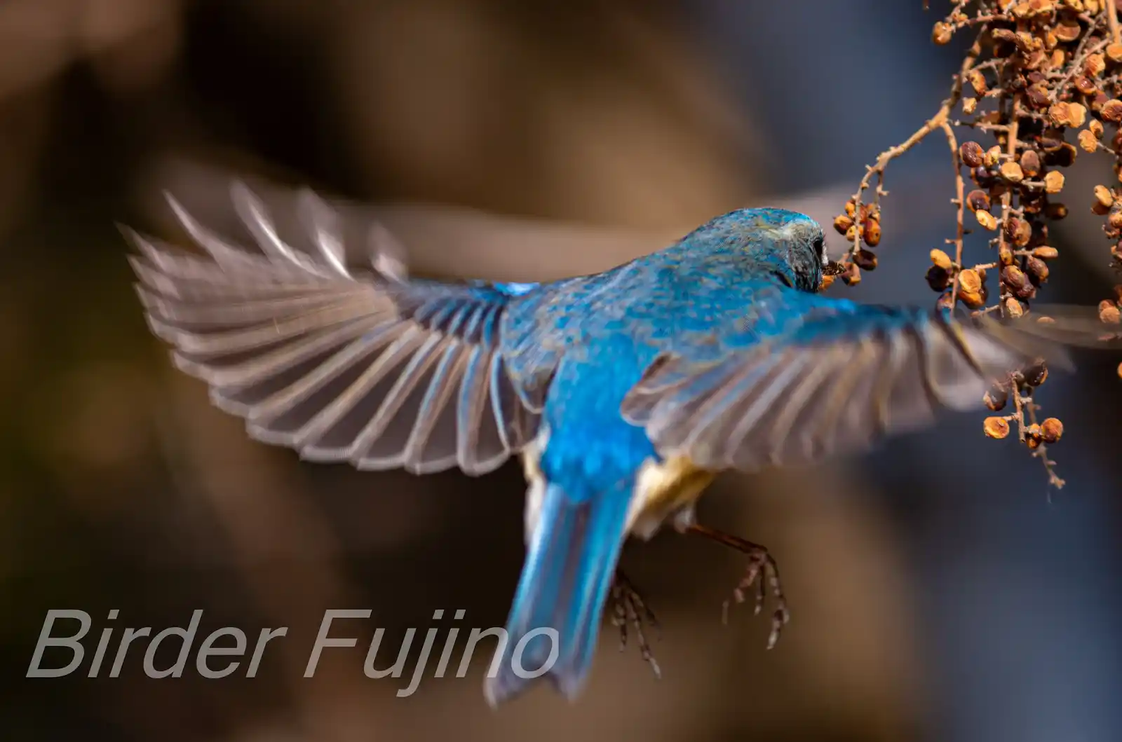野鳥写真・ルリビタキの写真