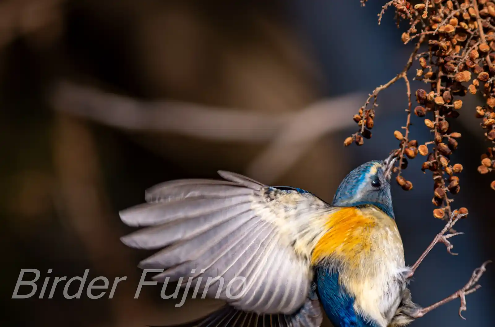 野鳥写真・ルリビタキの写真