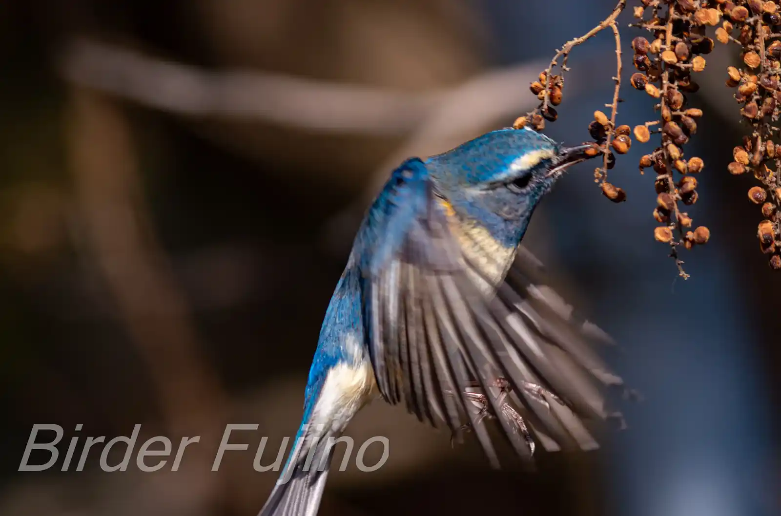 野鳥写真・ルリビタキの写真