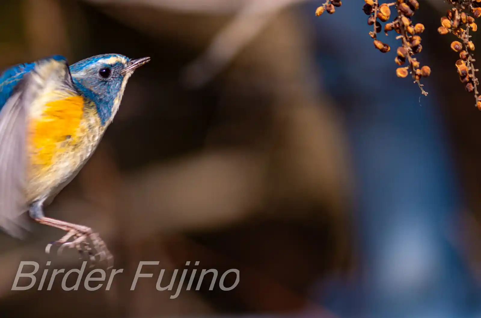 野鳥写真・ルリビタキの写真