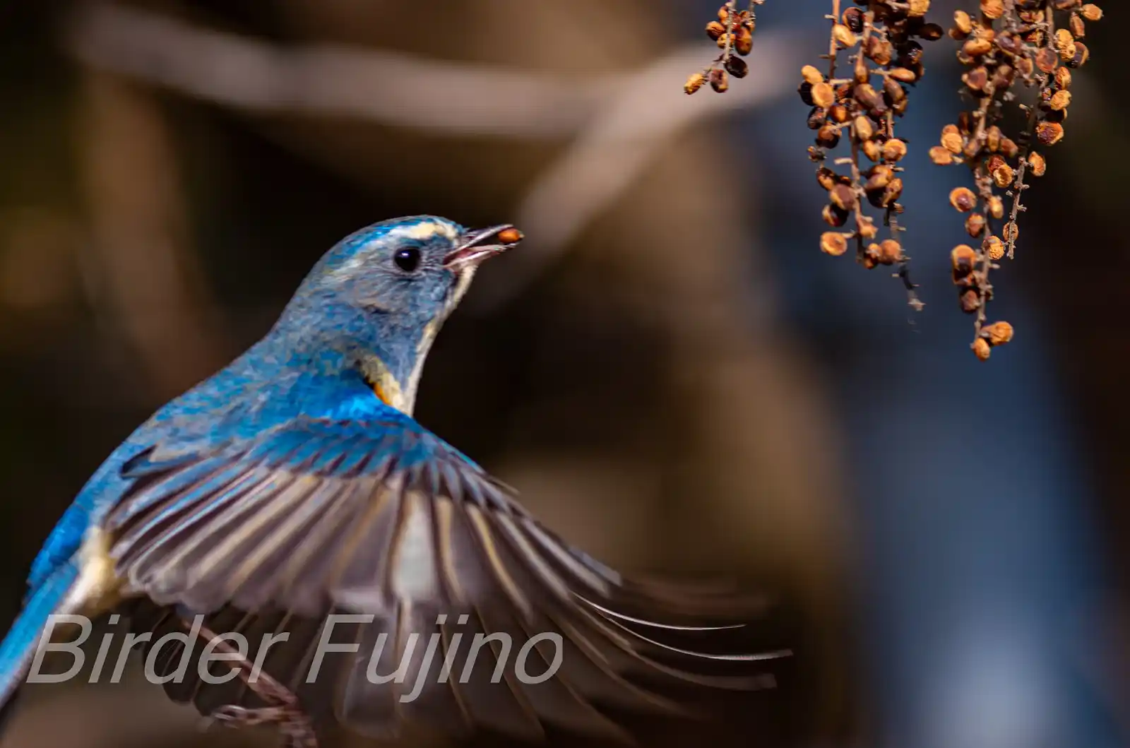 野鳥写真・ルリビタキの写真