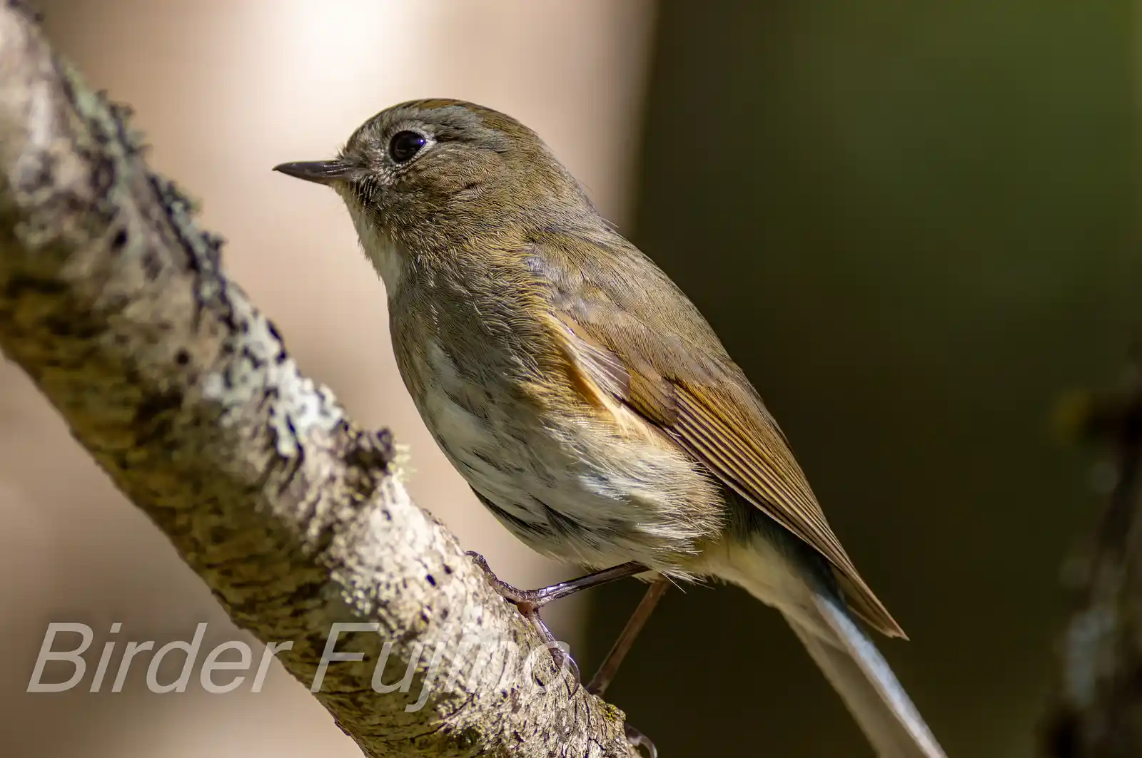 野鳥写真・ルリビタキの写真