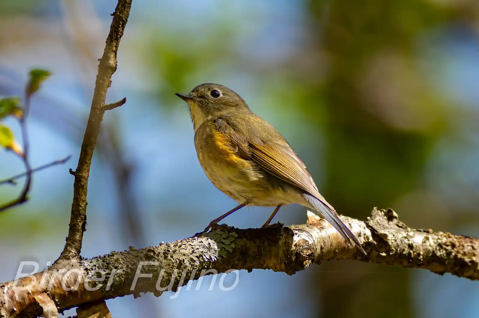 野鳥写真・ルリビタキの写真