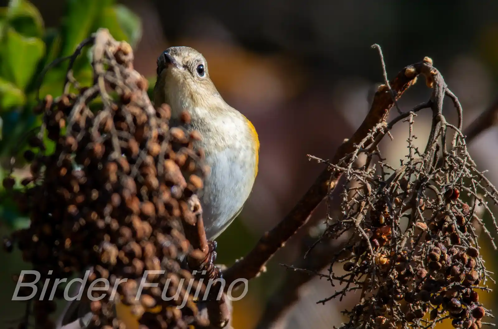 野鳥写真・ルリビタキの写真