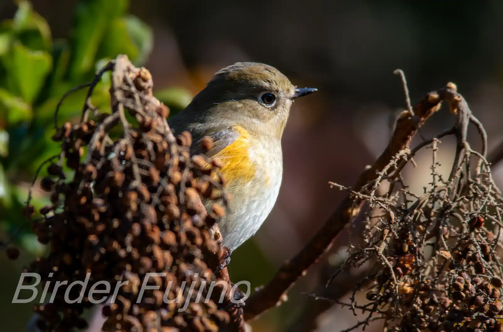 野鳥写真・ルリビタキの写真