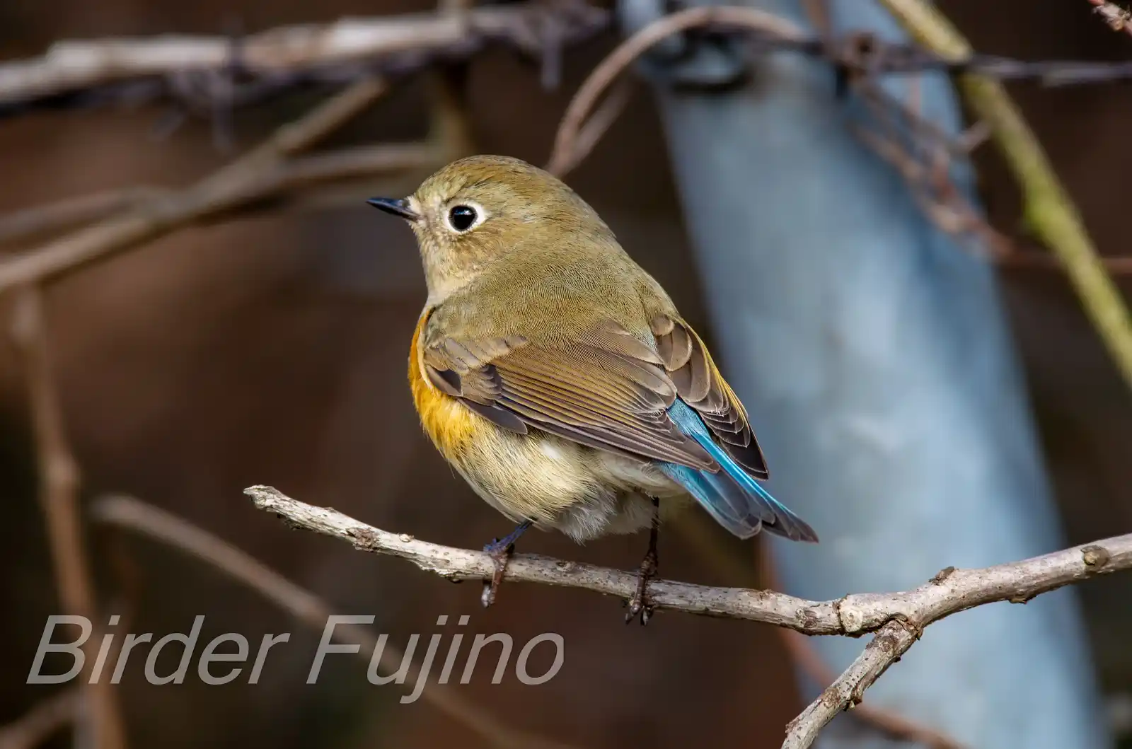 野鳥写真・ルリビタキの写真