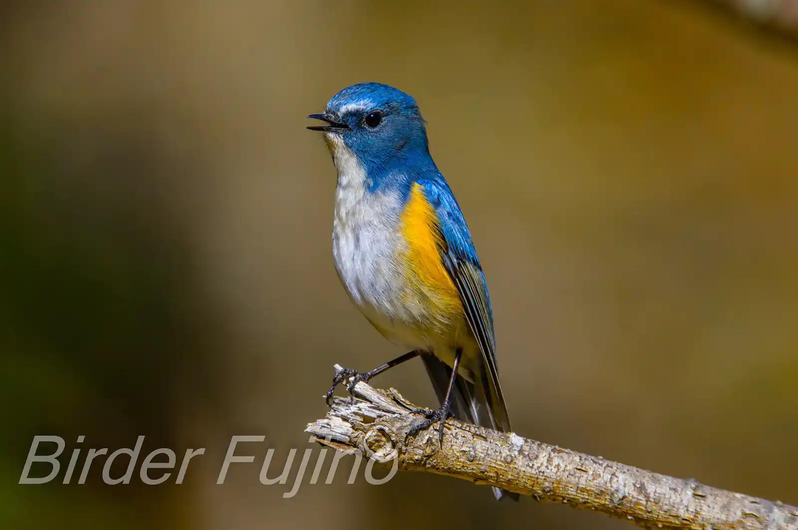 野鳥写真・ルリビタキの写真