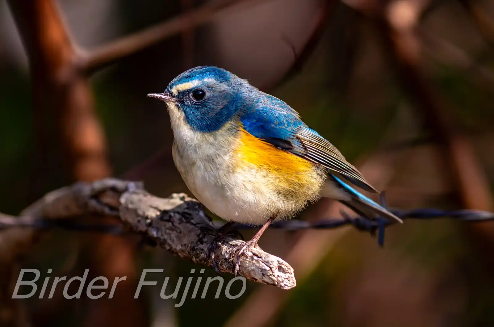 野鳥写真・ルリビタキの写真