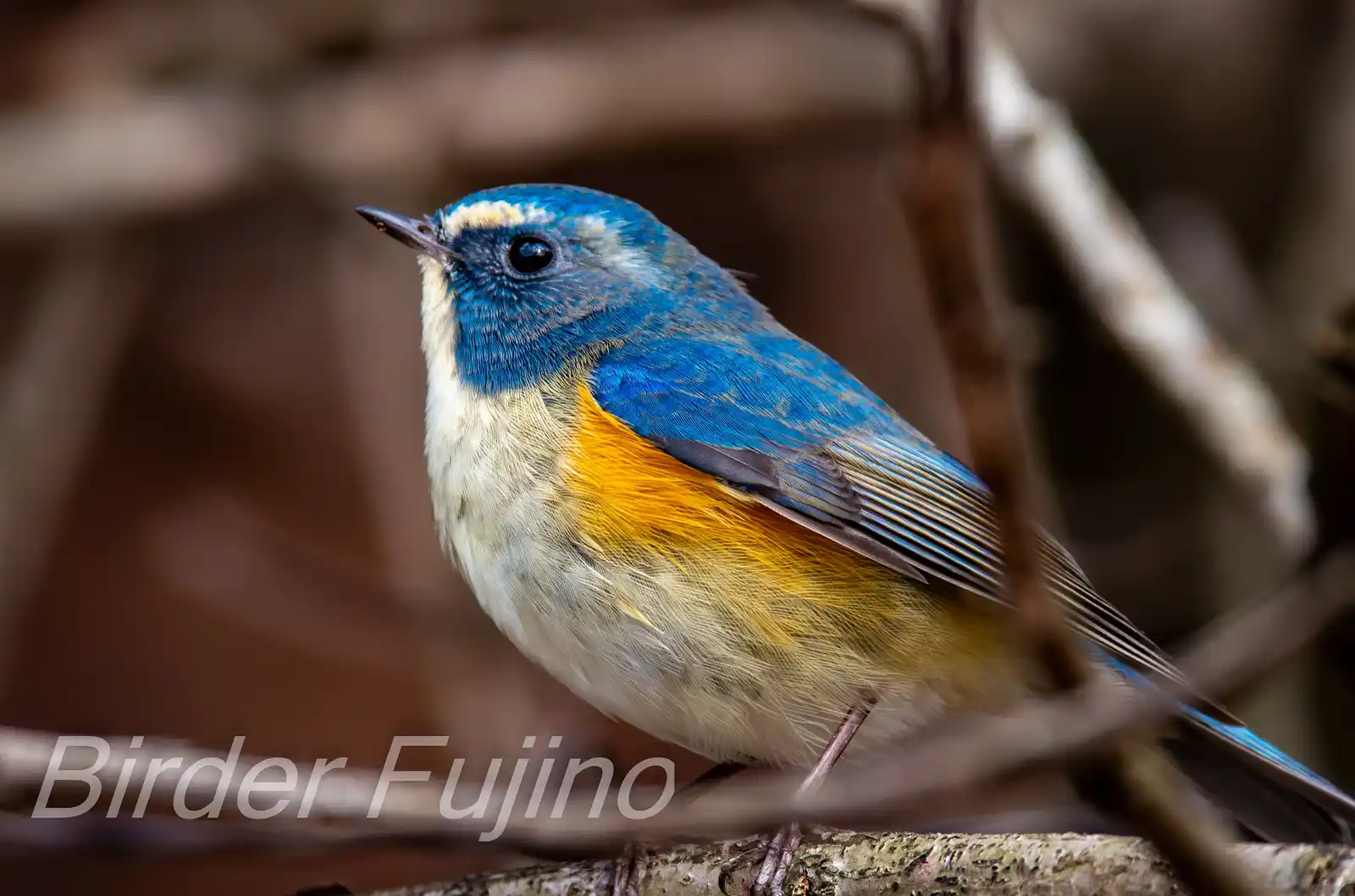野鳥写真・ルリビタキの写真