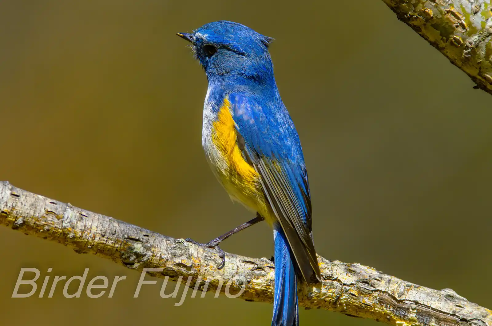 野鳥写真・ルリビタキの写真