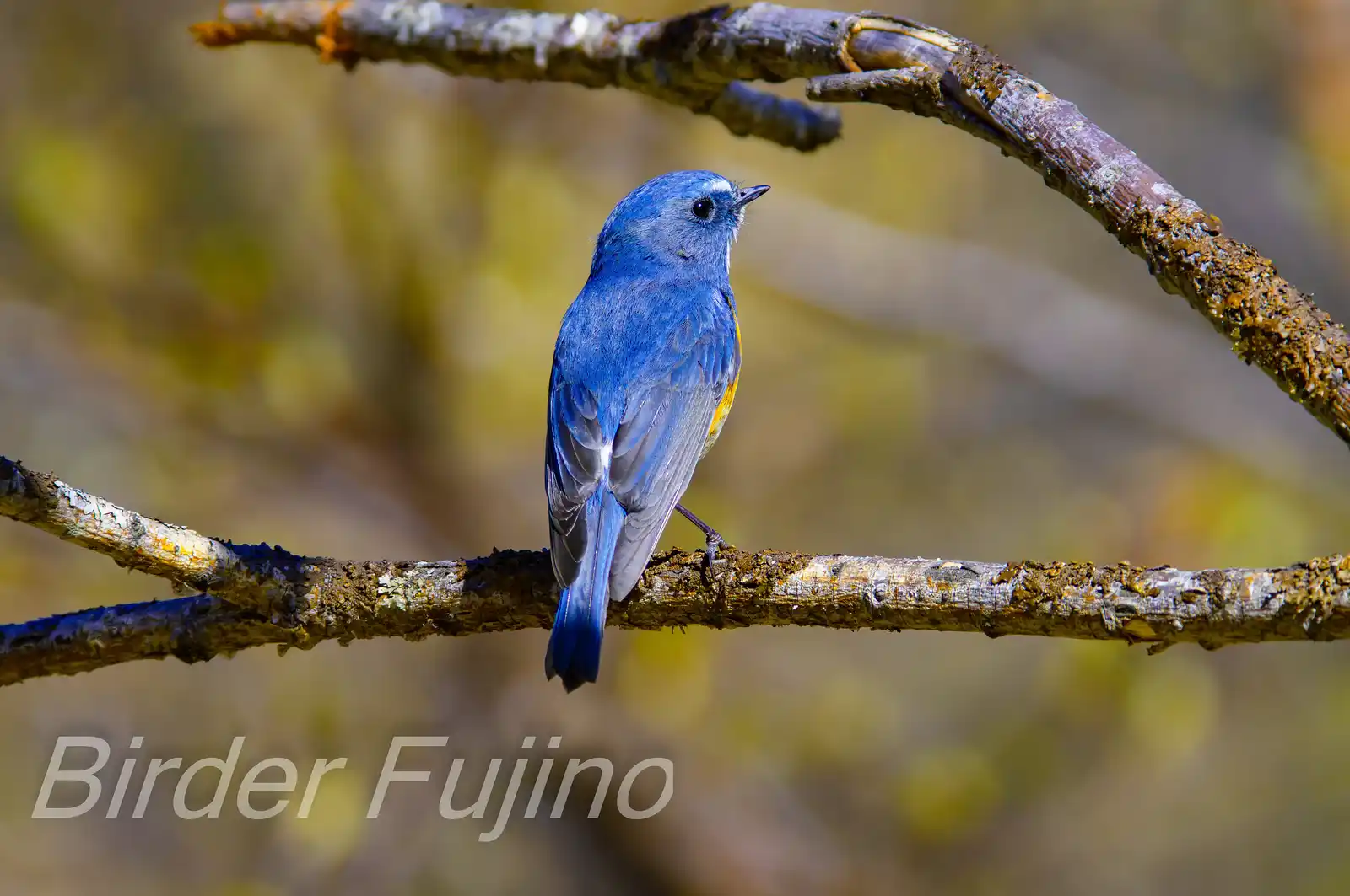 野鳥写真・ルリビタキの写真