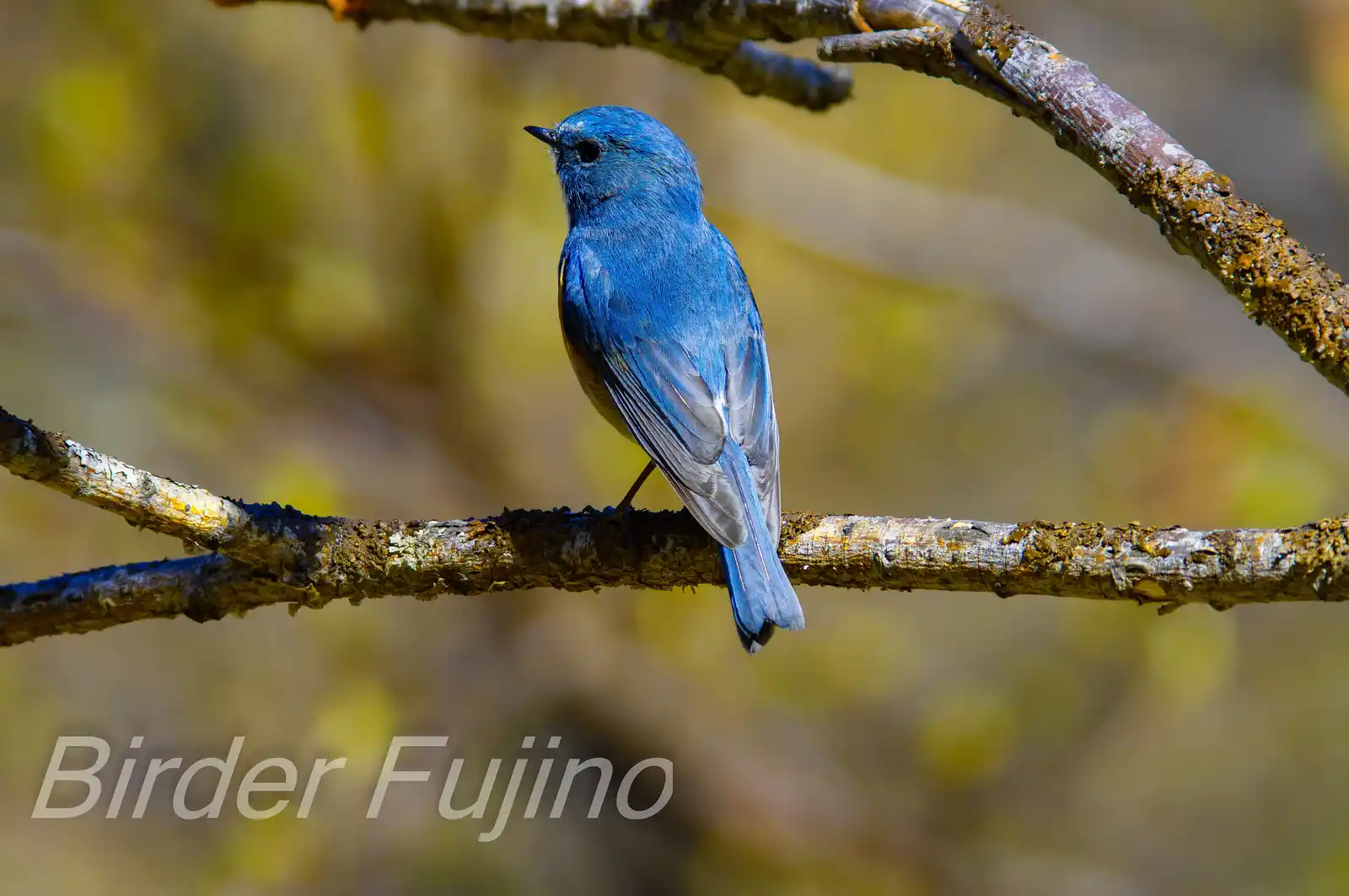 野鳥写真・ルリビタキの写真