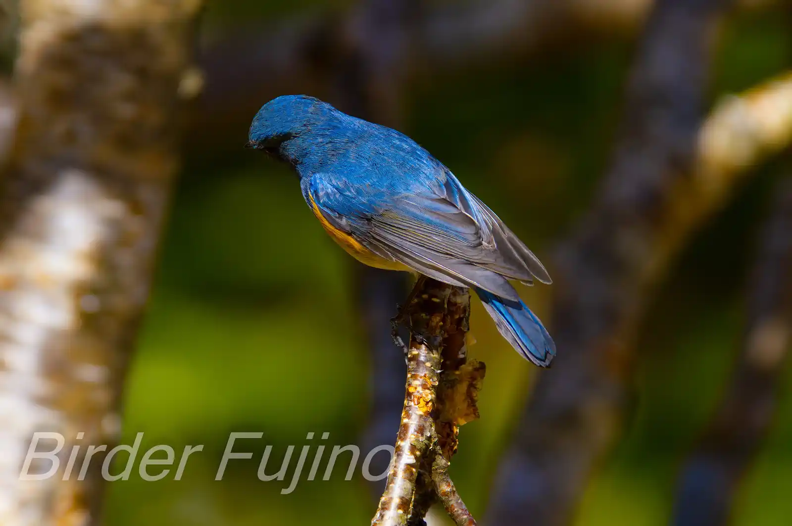 野鳥写真・ルリビタキの写真