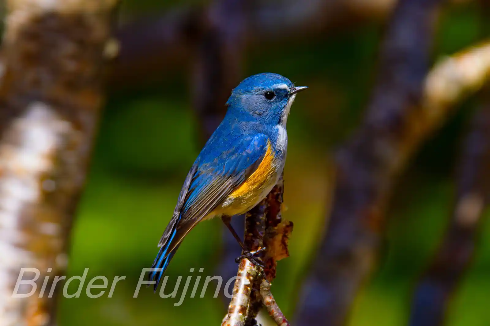 野鳥写真・ルリビタキの写真
