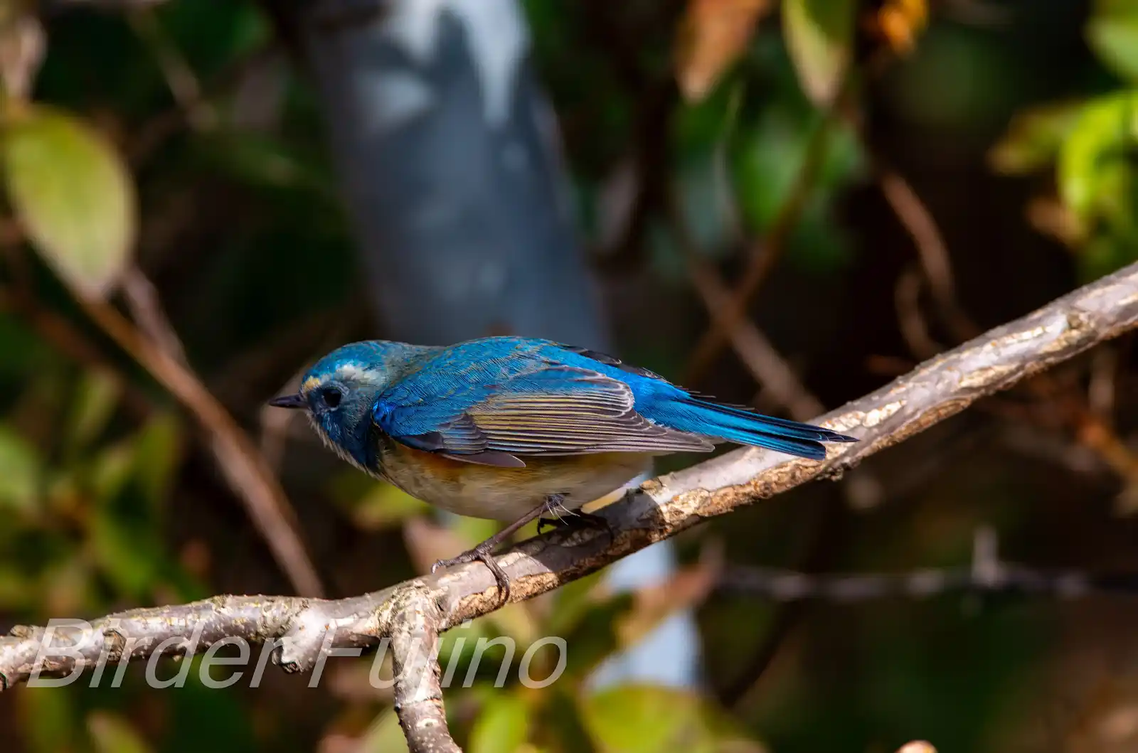 野鳥写真・ルリビタキの写真