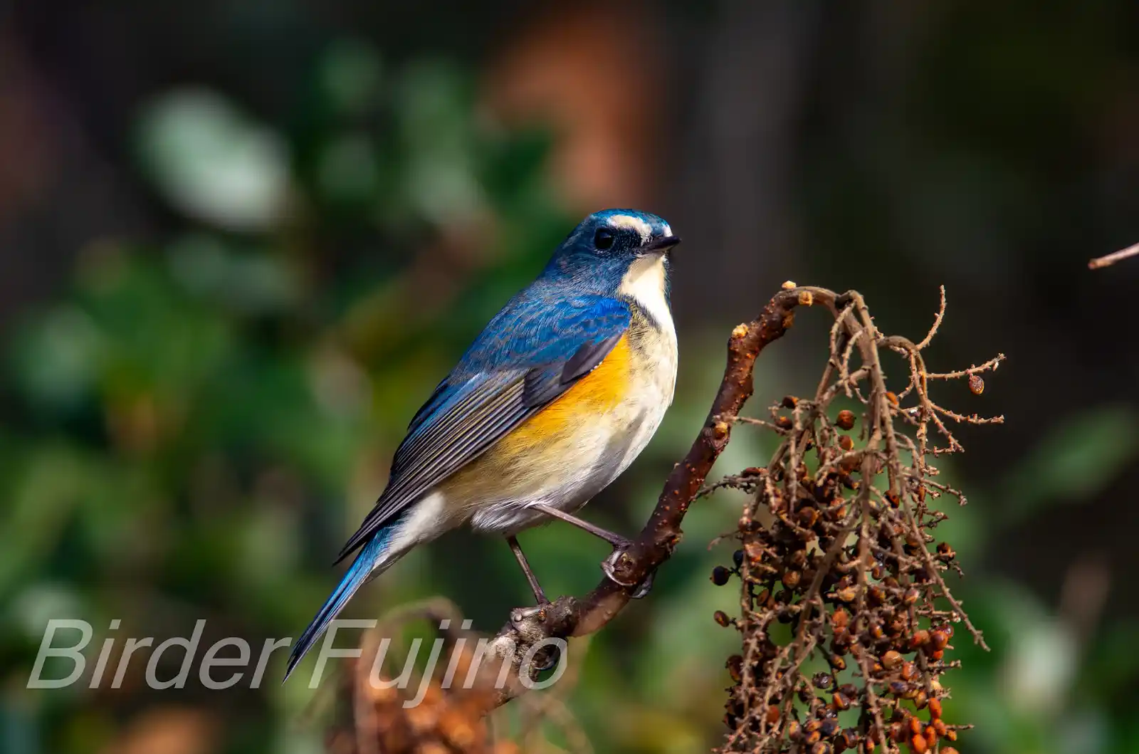 野鳥写真・ルリビタキの写真