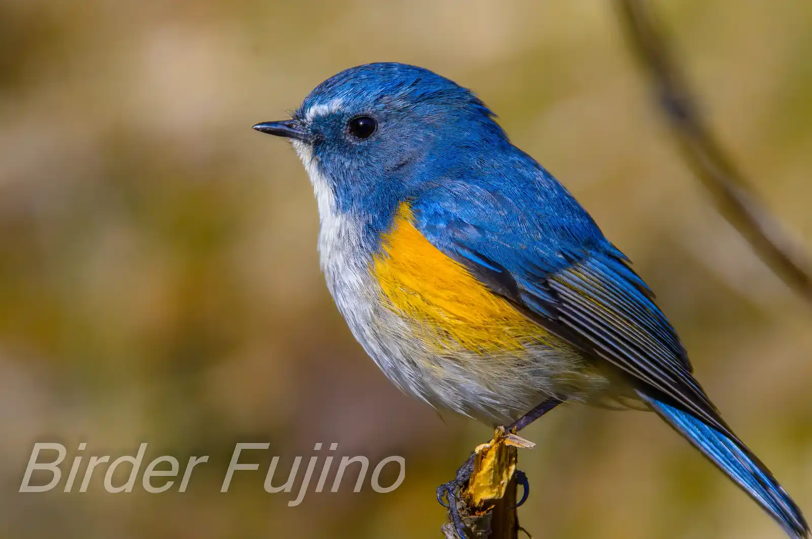 野鳥写真・ルリビタキの写真