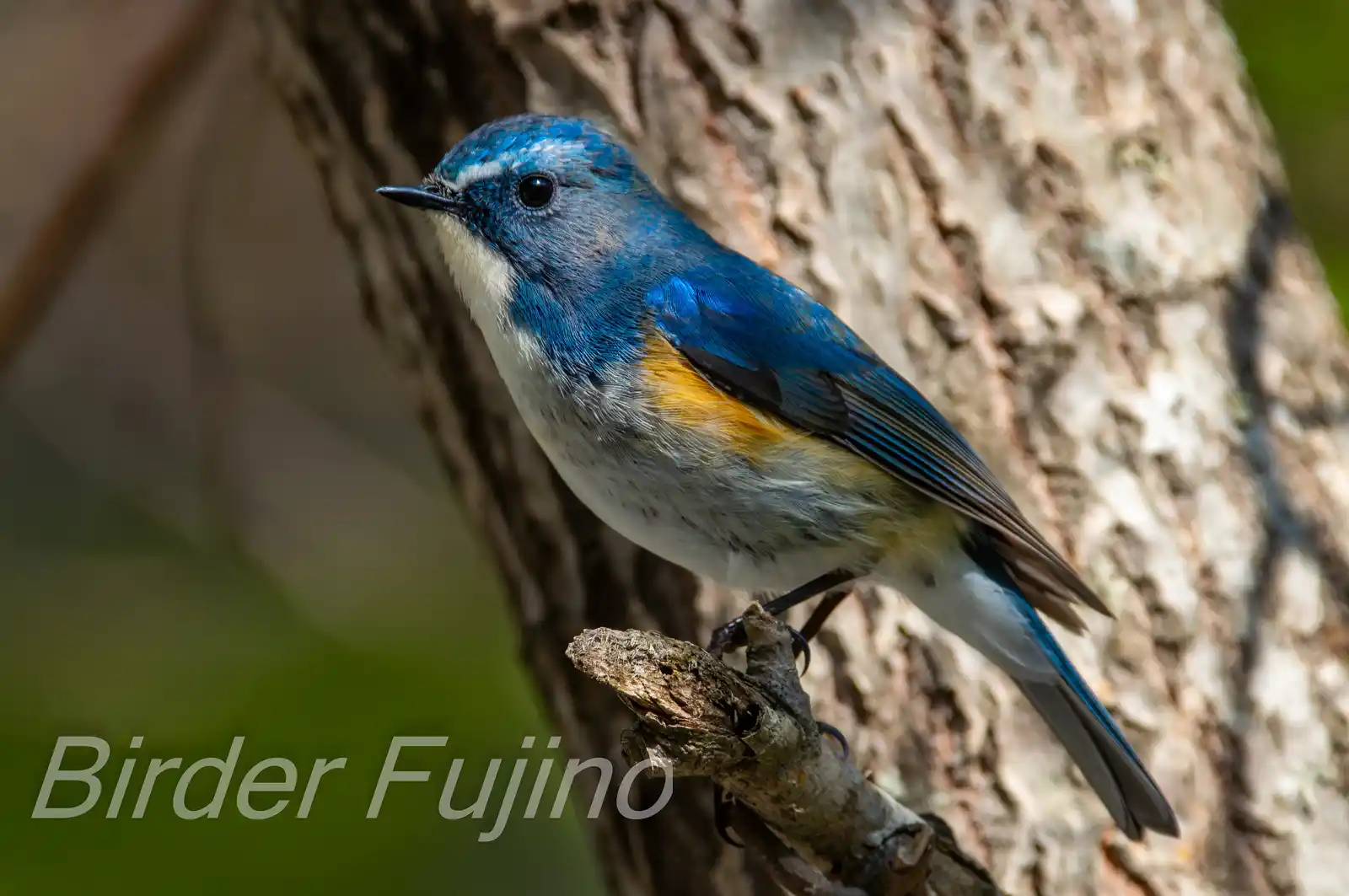 野鳥写真・ルリビタキの写真