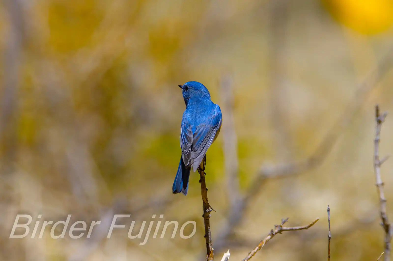 野鳥写真・ルリビタキの写真