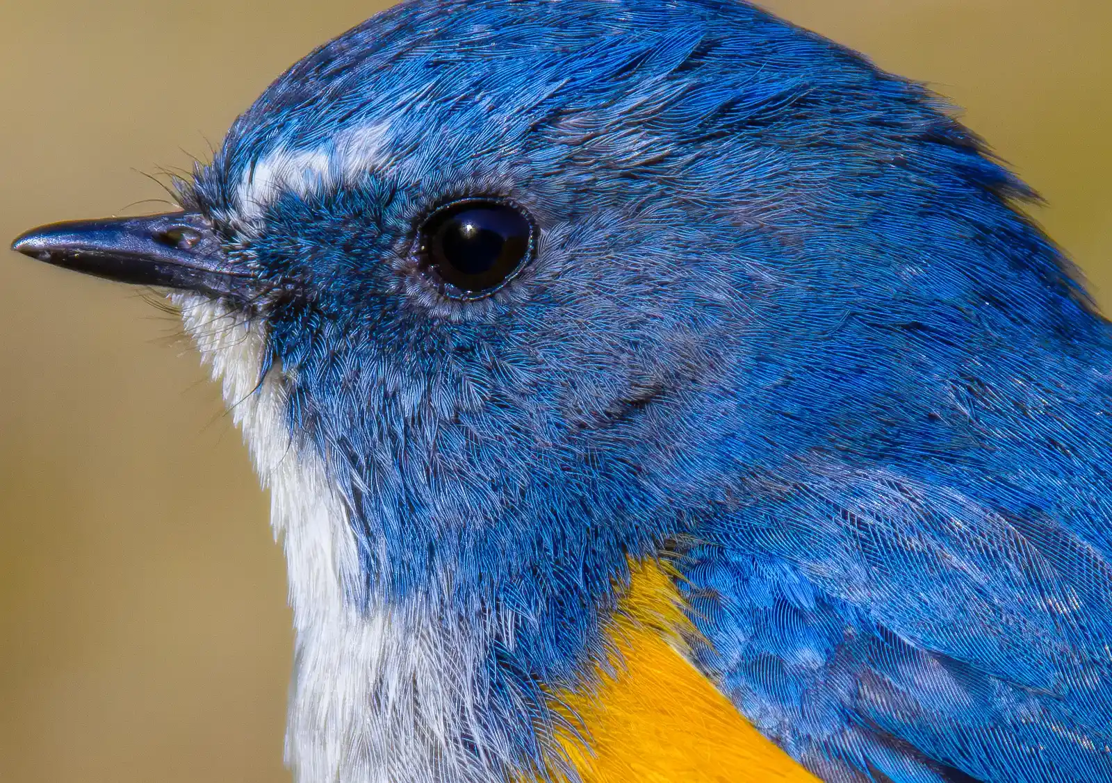 野鳥写真・ルリビタキの写真