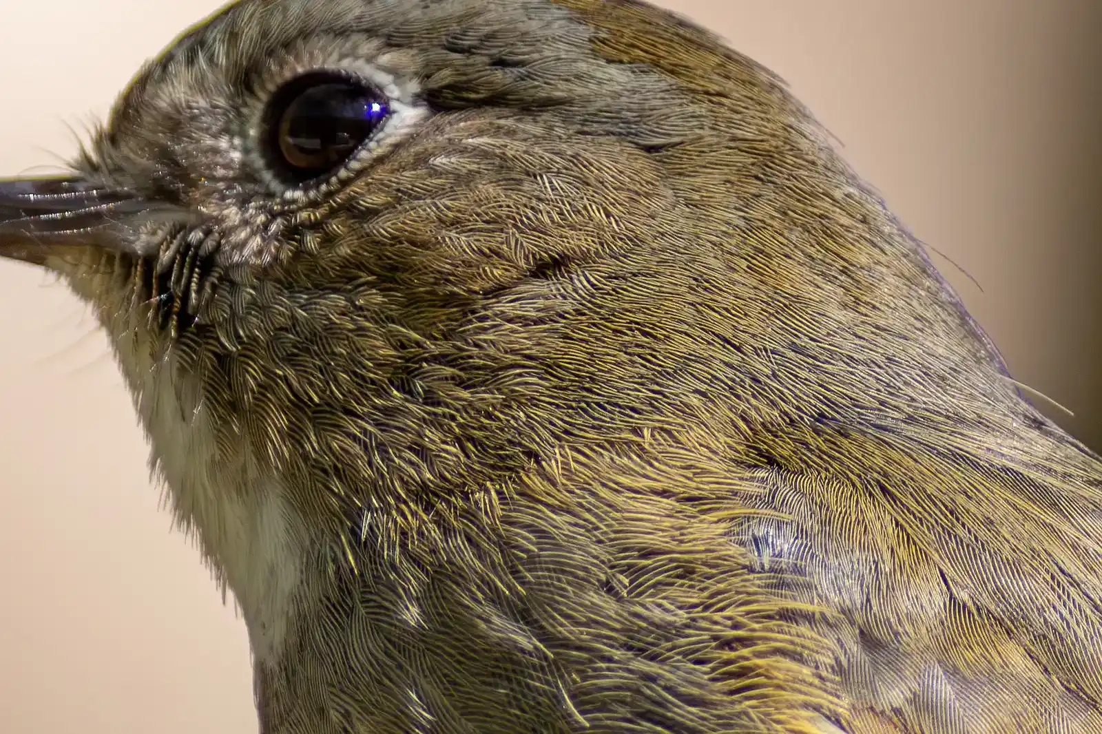 野鳥写真・ルリビタキの写真