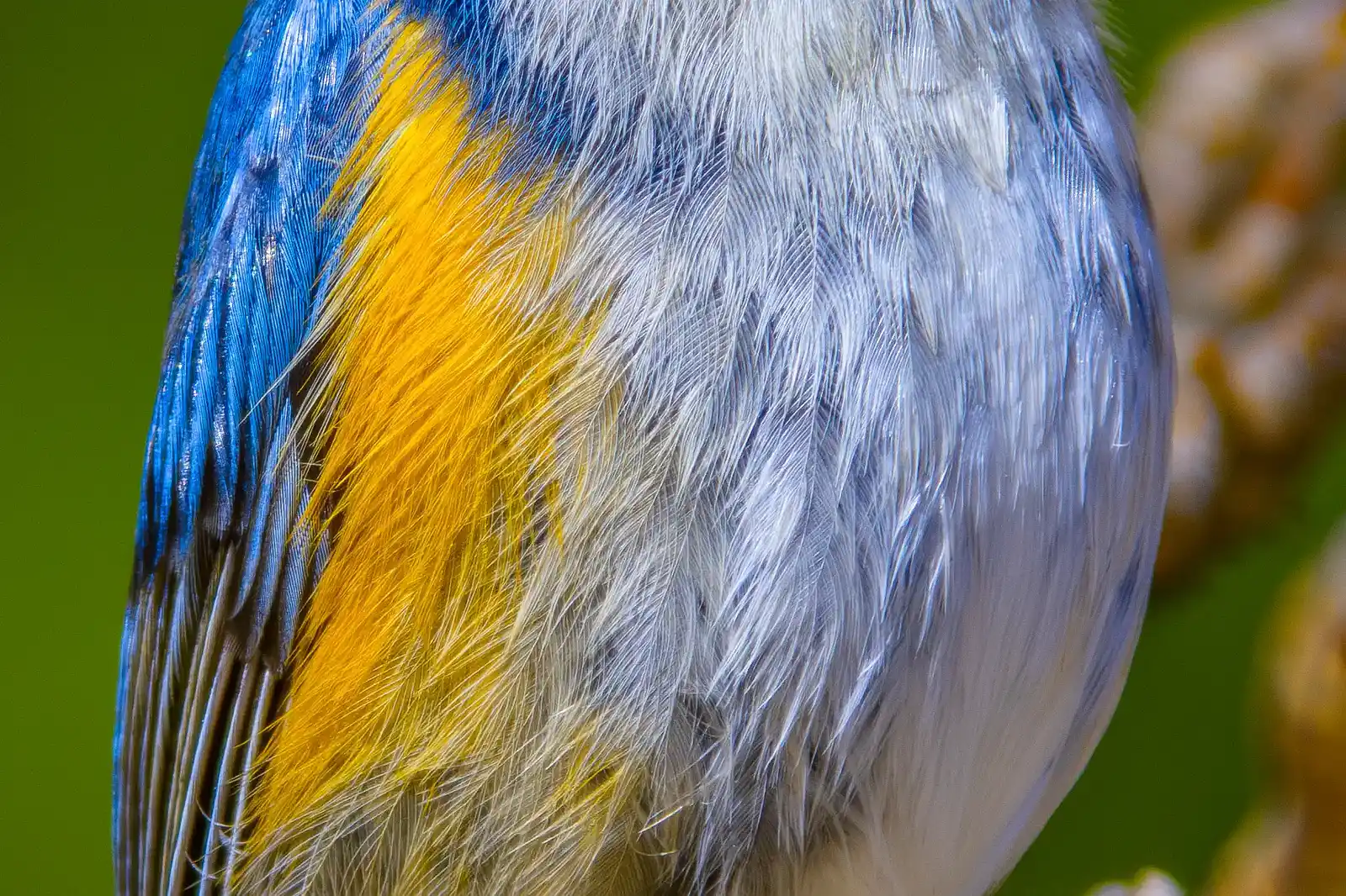 野鳥写真・ルリビタキの写真