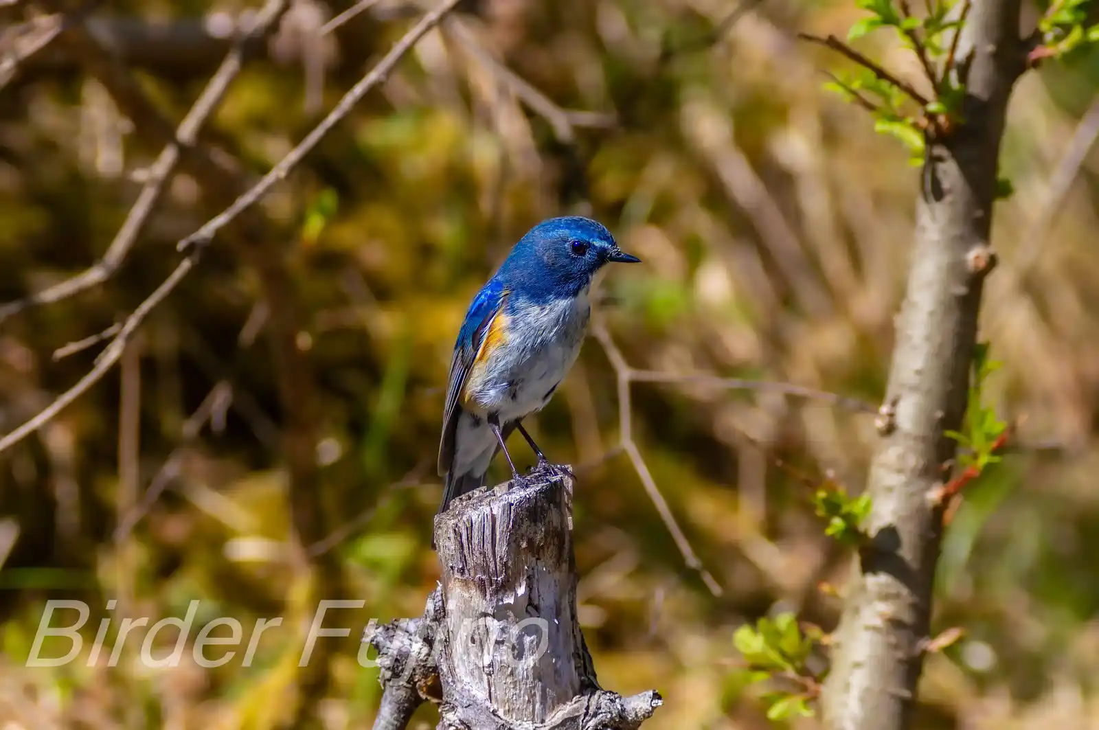 野鳥写真・ルリビタキの写真