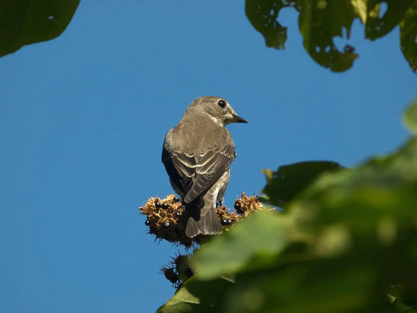 野鳥写真・サメビタキの写真