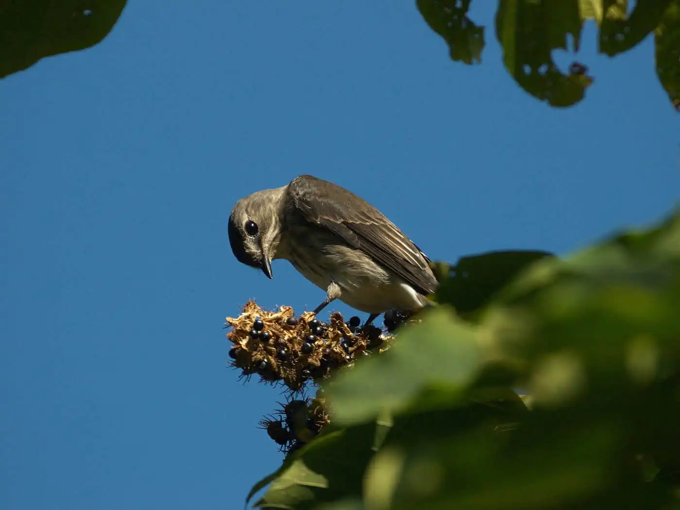 野鳥写真・サメビタキの写真