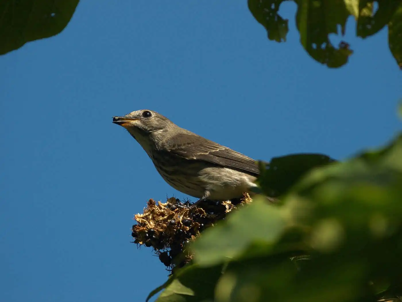 野鳥写真・サメビタキの写真