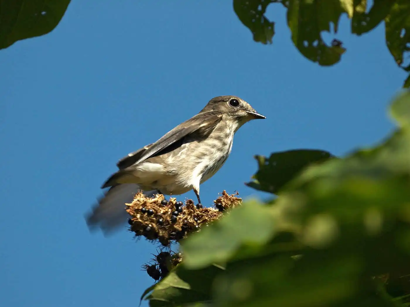 野鳥写真・サメビタキの写真