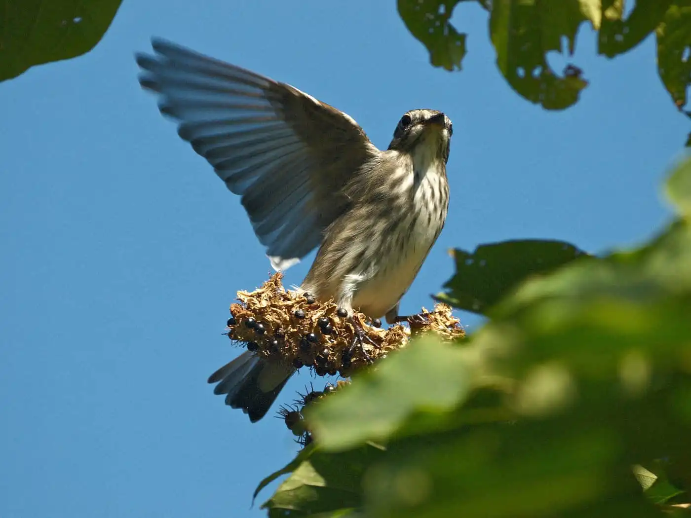 野鳥写真・サメビタキの写真