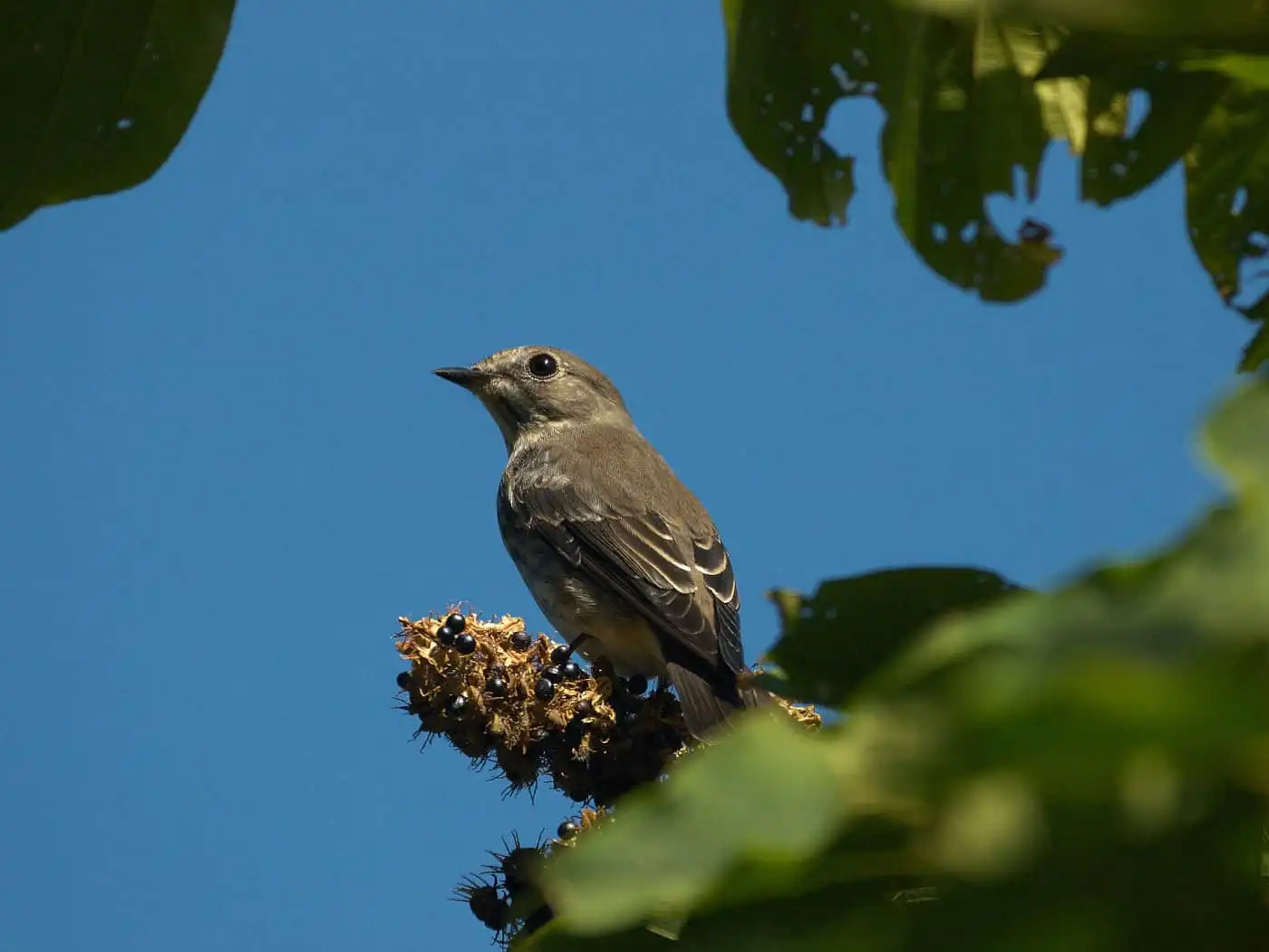 野鳥写真・サメビタキの写真