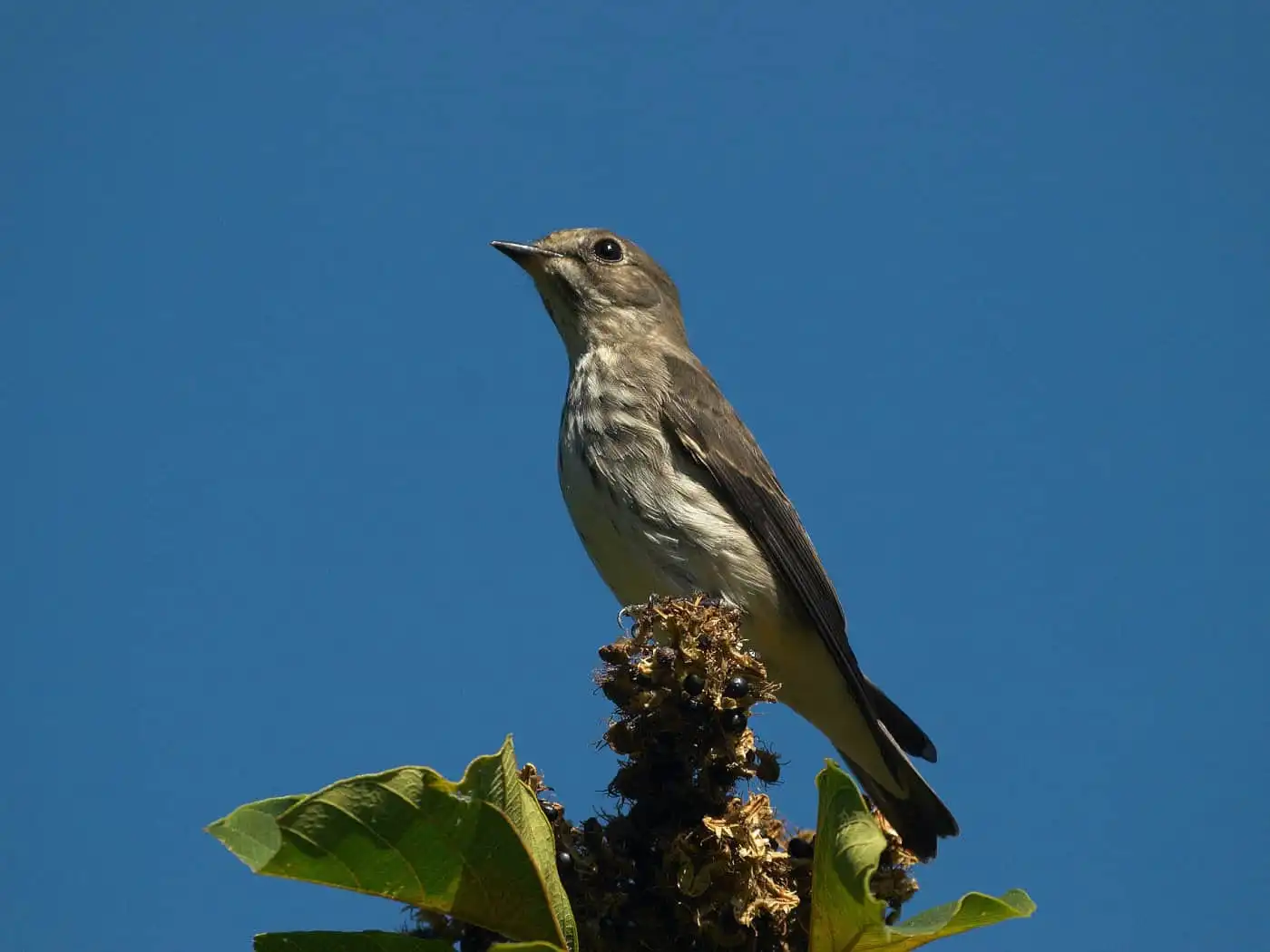 野鳥写真・サメビタキの写真